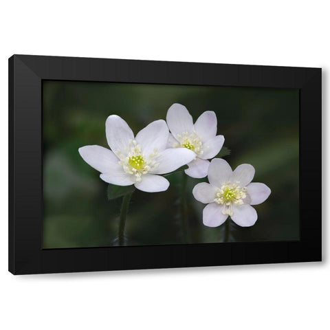 Trio of wood anemone flowers-The Parklands-Louisville-Kentucky Black Modern Wood Framed Art Print with Double Matting by Jones, Adam