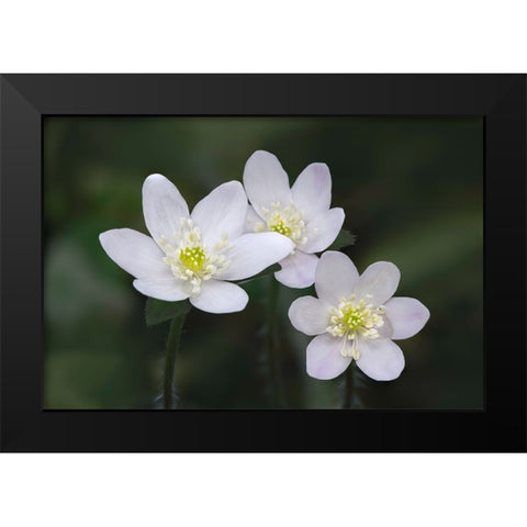 Trio of wood anemone flowers-The Parklands-Louisville-Kentucky Black Modern Wood Framed Art Print by Jones, Adam