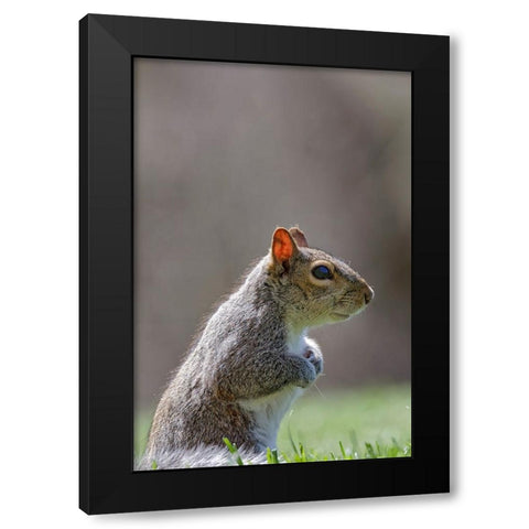 Eastern gray squirrel-Kentucky Black Modern Wood Framed Art Print by Jones, Adam