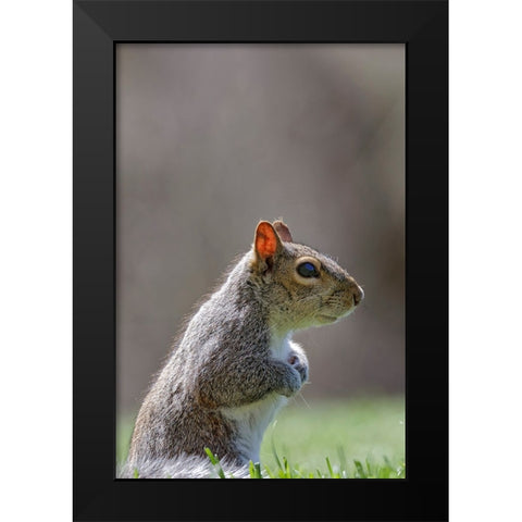 Eastern gray squirrel-Kentucky Black Modern Wood Framed Art Print by Jones, Adam