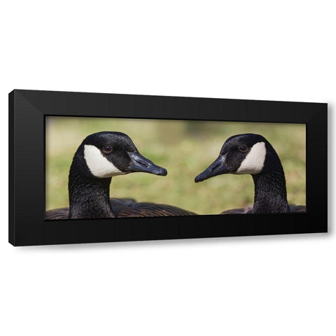 Canada geese-Kentucky Black Modern Wood Framed Art Print with Double Matting by Jones, Adam