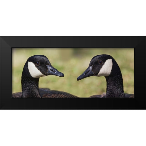 Canada geese-Kentucky Black Modern Wood Framed Art Print by Jones, Adam