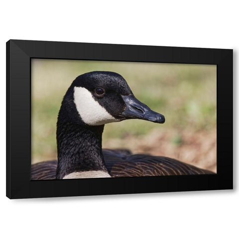 Canada goose-Kentucky Black Modern Wood Framed Art Print by Jones, Adam