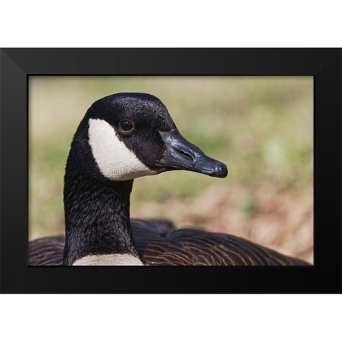 Canada goose-Kentucky Black Modern Wood Framed Art Print by Jones, Adam
