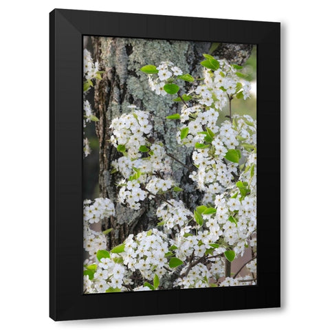 Crab apple blossoms in full bloom-Long Run Park-Kentucky Black Modern Wood Framed Art Print with Double Matting by Jones, Adam