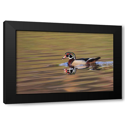 Wood duck drake-Kentucky Black Modern Wood Framed Art Print by Jones, Adam