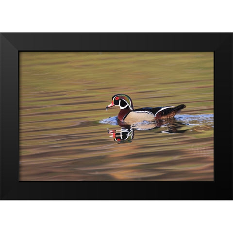 Wood duck drake-Kentucky Black Modern Wood Framed Art Print by Jones, Adam