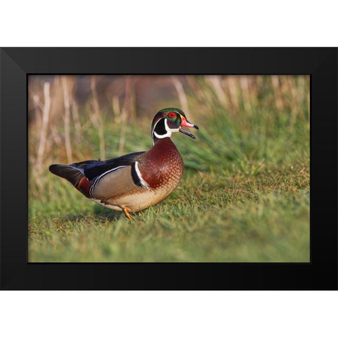 Wood duck drake-Kentucky Black Modern Wood Framed Art Print by Jones, Adam
