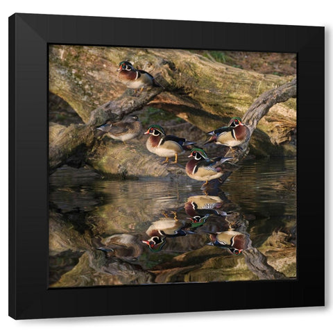 Male and female wood ducks-resting on fallen tree-Kentucky Black Modern Wood Framed Art Print by Jones, Adam