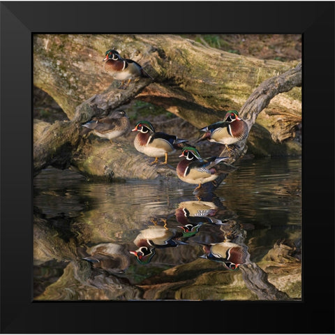 Male and female wood ducks-resting on fallen tree-Kentucky Black Modern Wood Framed Art Print by Jones, Adam