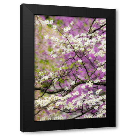 Flowering dogwood tree and distant Eastern redbud-Kentucky Black Modern Wood Framed Art Print with Double Matting by Jones, Adam