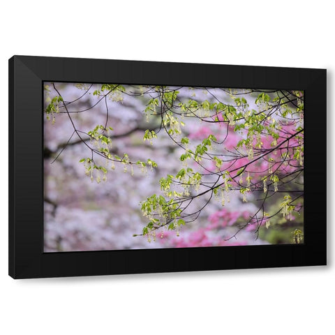 Red maple with whirlybird seeds-Kentucky Black Modern Wood Framed Art Print with Double Matting by Jones, Adam