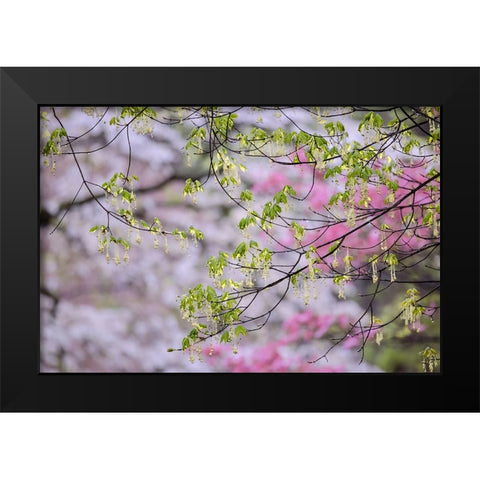 Red maple with whirlybird seeds-Kentucky Black Modern Wood Framed Art Print by Jones, Adam