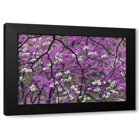 Flowering dogwood tree and distant Eastern redbud-Kentucky Black Modern Wood Framed Art Print by Jones, Adam