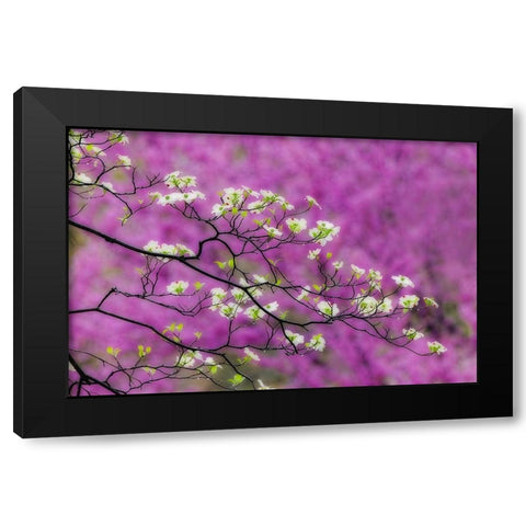 Soft focus view of flowering dogwood tree and distant Eastern redbud-Kentucky Black Modern Wood Framed Art Print by Jones, Adam