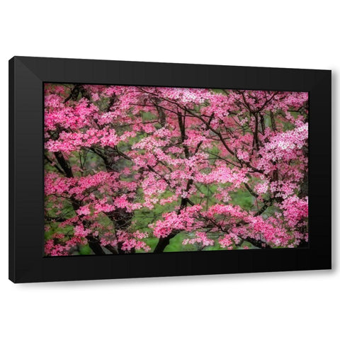 Soft focus view of large pink flowering dogwood tree in full bloom-Kentucky Black Modern Wood Framed Art Print by Jones, Adam
