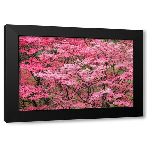 Soft focus view of large pink flowering dogwood tree in full bloom-Kentucky Black Modern Wood Framed Art Print by Jones, Adam
