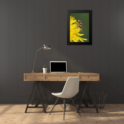 Hover fly on yellow dandelion flower-Kentucky Black Modern Wood Framed Art Print by Jones, Adam