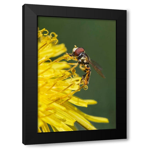 Hover fly on yellow dandelion flower-Kentucky Black Modern Wood Framed Art Print with Double Matting by Jones, Adam