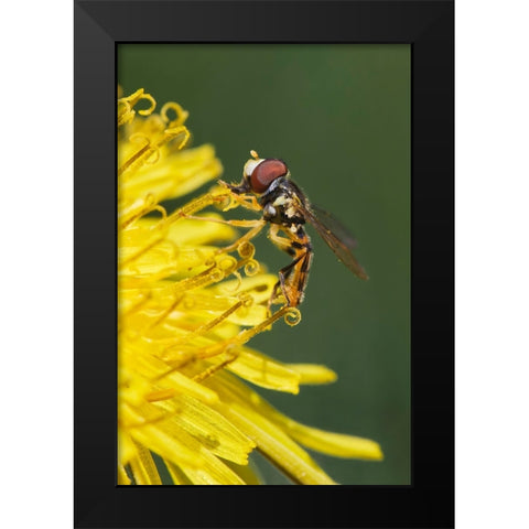 Hover fly on yellow dandelion flower-Kentucky Black Modern Wood Framed Art Print by Jones, Adam