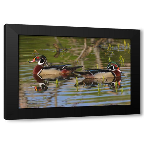 Male wood ducks-Kentucky Black Modern Wood Framed Art Print with Double Matting by Jones, Adam
