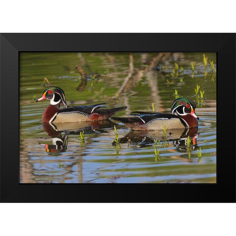 Male wood ducks-Kentucky Black Modern Wood Framed Art Print by Jones, Adam