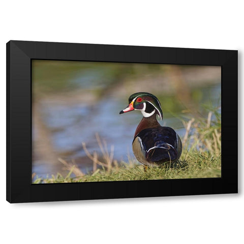 Male-wood Duck-Kentucky Black Modern Wood Framed Art Print with Double Matting by Jones, Adam