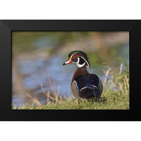 Male-wood Duck-Kentucky Black Modern Wood Framed Art Print by Jones, Adam