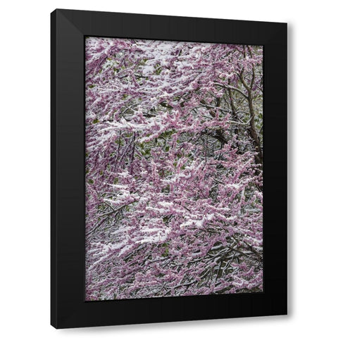Light snow on Eastern redbud tree in early spring-Louisville-Kentucky Black Modern Wood Framed Art Print with Double Matting by Jones, Adam