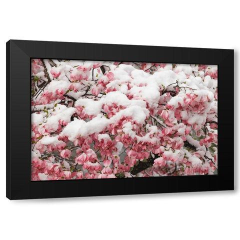 Light snow on pink dogwood tree in early spring-Louisville-Kentucky Black Modern Wood Framed Art Print by Jones, Adam