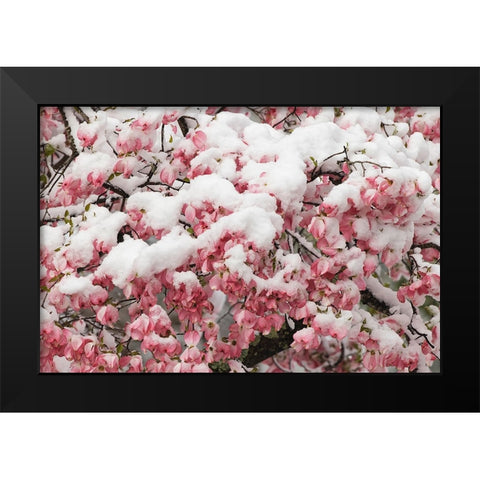Light snow on pink dogwood tree in early spring-Louisville-Kentucky Black Modern Wood Framed Art Print by Jones, Adam