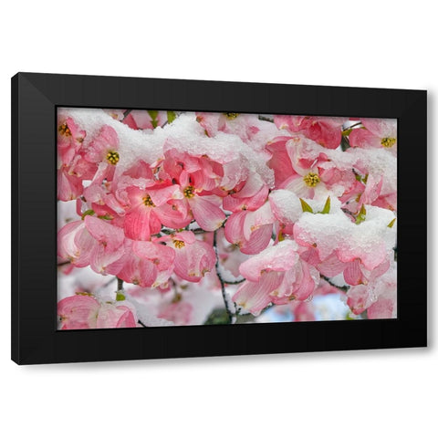 Light snow on pink dogwood tree in early spring-Louisville-Kentucky Black Modern Wood Framed Art Print with Double Matting by Jones, Adam