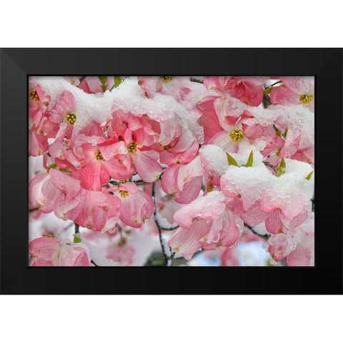 Light snow on pink dogwood tree in early spring-Louisville-Kentucky Black Modern Wood Framed Art Print by Jones, Adam