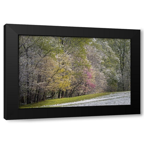 Light snow on trees in early spring-Louisville-Kentucky Black Modern Wood Framed Art Print with Double Matting by Jones, Adam