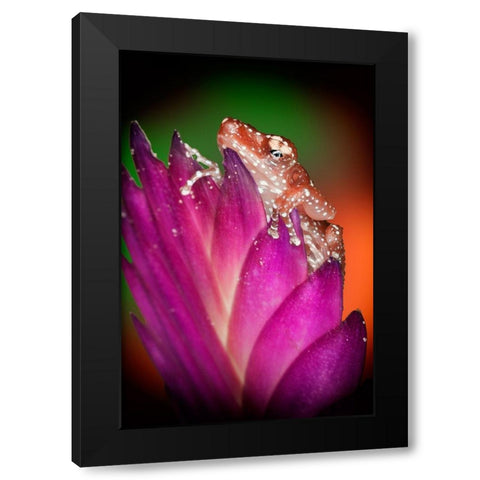 Kentucky Cinnamon tree frog on flower Black Modern Wood Framed Art Print with Double Matting by Jaynes Gallery