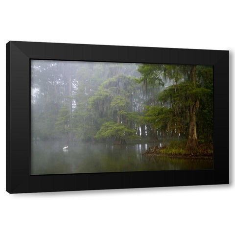 Louisiana, Lake Martin Great egret reflection Black Modern Wood Framed Art Print with Double Matting by Morris, Arthur
