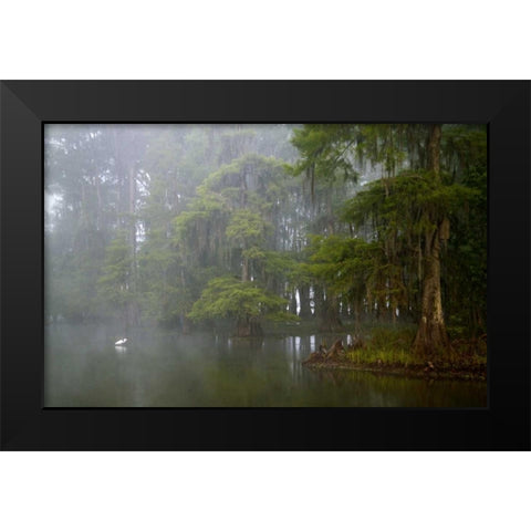 Louisiana, Lake Martin Great egret reflection Black Modern Wood Framed Art Print by Morris, Arthur