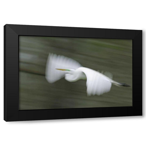 Louisiana Abstract of great egret in flight Black Modern Wood Framed Art Print with Double Matting by Morris, Arthur