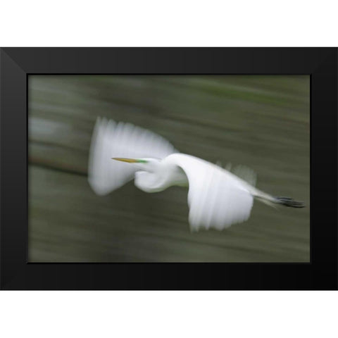 Louisiana Abstract of great egret in flight Black Modern Wood Framed Art Print by Morris, Arthur
