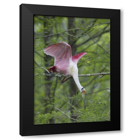Louisiana, Roseate spoonbill stretches in a tree Black Modern Wood Framed Art Print by Morris, Arthur