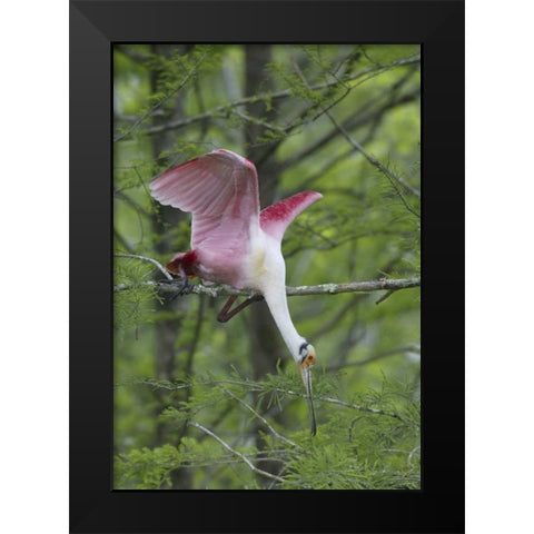 Louisiana, Roseate spoonbill stretches in a tree Black Modern Wood Framed Art Print by Morris, Arthur