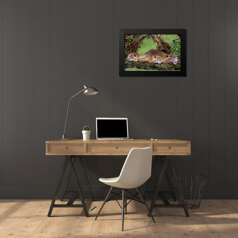 Louisiana,  Family of wild nutria resting on log Black Modern Wood Framed Art Print by Welling, Dave