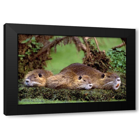 Louisiana,  Family of wild nutria resting on log Black Modern Wood Framed Art Print by Welling, Dave