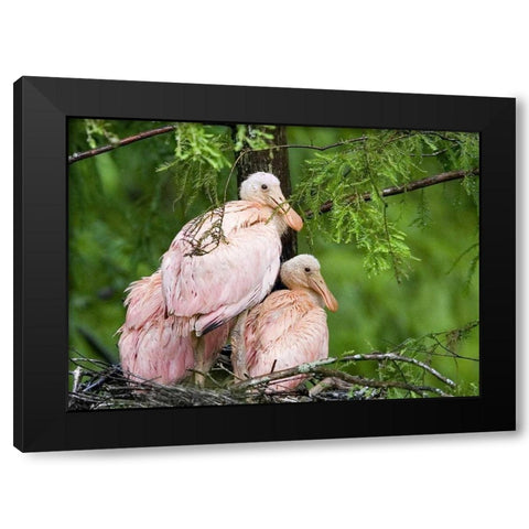 Louisiana Spoonbill chicks on their nest Black Modern Wood Framed Art Print by Williams, Joanne