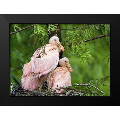 Louisiana Spoonbill chicks on their nest Black Modern Wood Framed Art Print by Williams, Joanne
