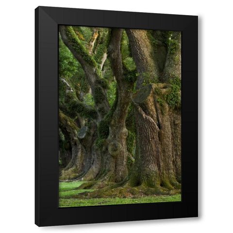 Louisiana, Vacherie A line of old oak trees Black Modern Wood Framed Art Print by Kaveney, Wendy