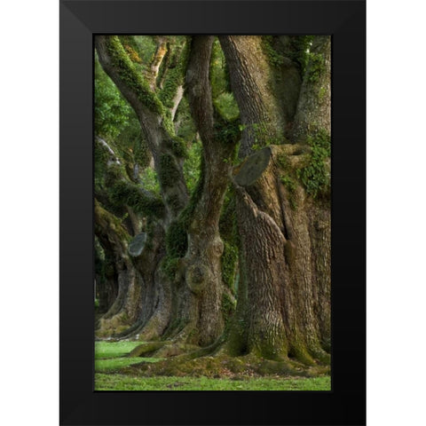 Louisiana, Vacherie A line of old oak trees Black Modern Wood Framed Art Print by Kaveney, Wendy