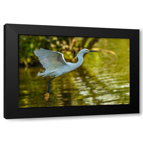 Louisiana-Jefferson Island Flying snowy egret brings stick to build nest Black Modern Wood Framed Art Print with Double Matting by Jaynes Gallery