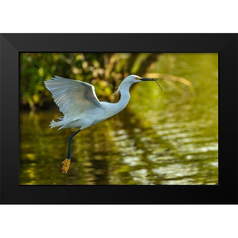 Louisiana-Jefferson Island Flying snowy egret brings stick to build nest Black Modern Wood Framed Art Print by Jaynes Gallery