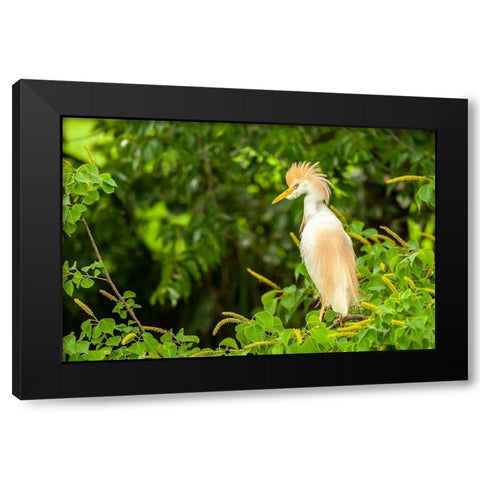 Louisiana-Jefferson Island Cattle egret in breeding plumage Black Modern Wood Framed Art Print by Jaynes Gallery